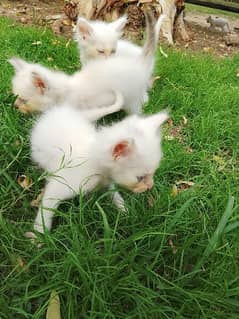 White Pershion Kitten for sale