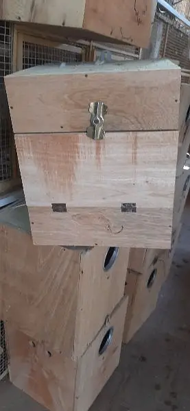 Box For Lovebird and cocktails — photo 3