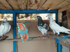 Highflyer Breeder Pigeons