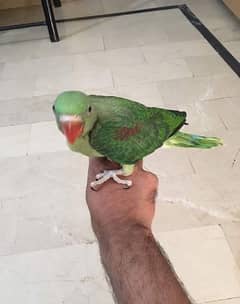 raw parrots chiks for sale