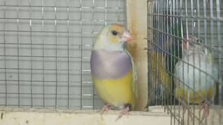 gouldian