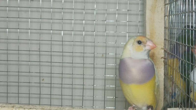 gouldian finch for sale 1