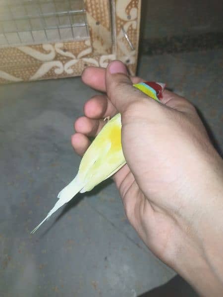 gouldian finch for sale 2