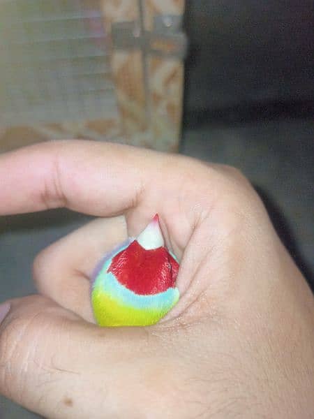 gouldian finch for sale 3