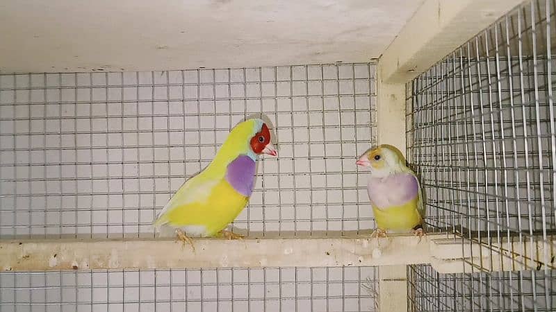 gouldian finch for sale 4