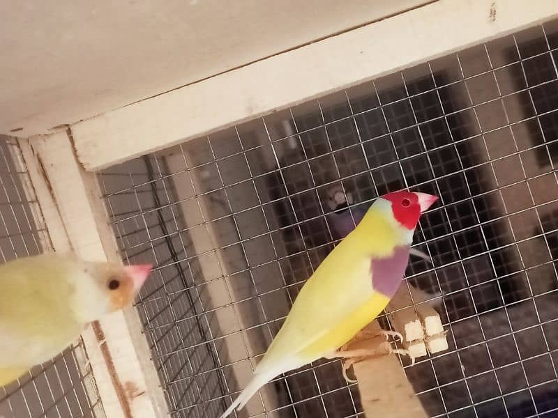 gouldian finch for sale 5