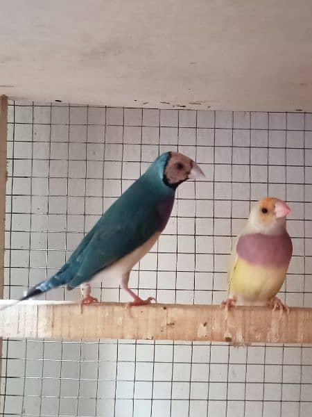 gouldian finch for sale 6