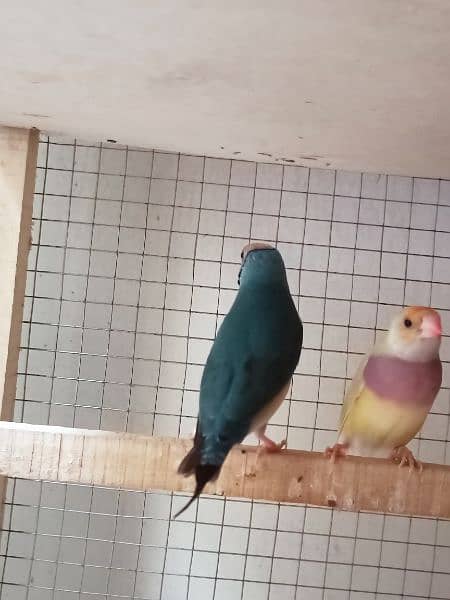 gouldian finch for sale 7