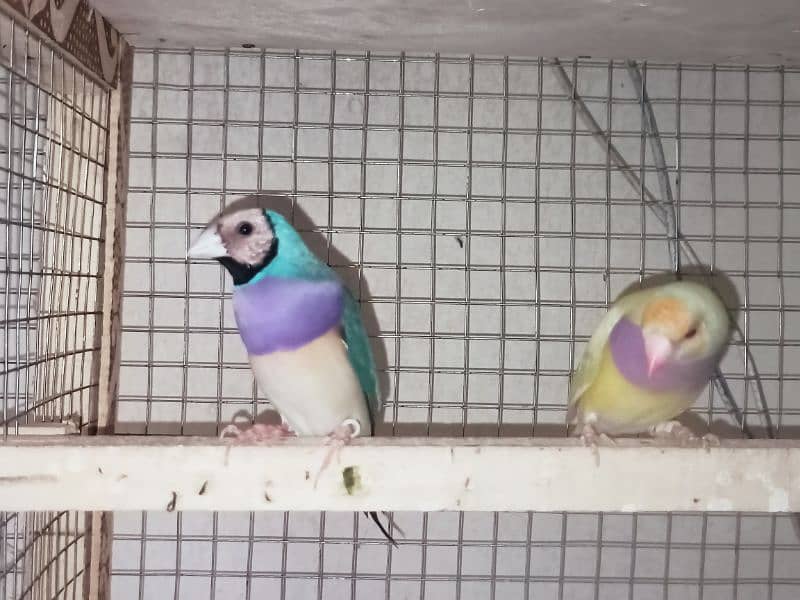 gouldian finch for sale 8