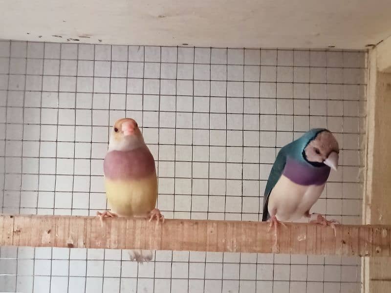 gouldian finch for sale 9