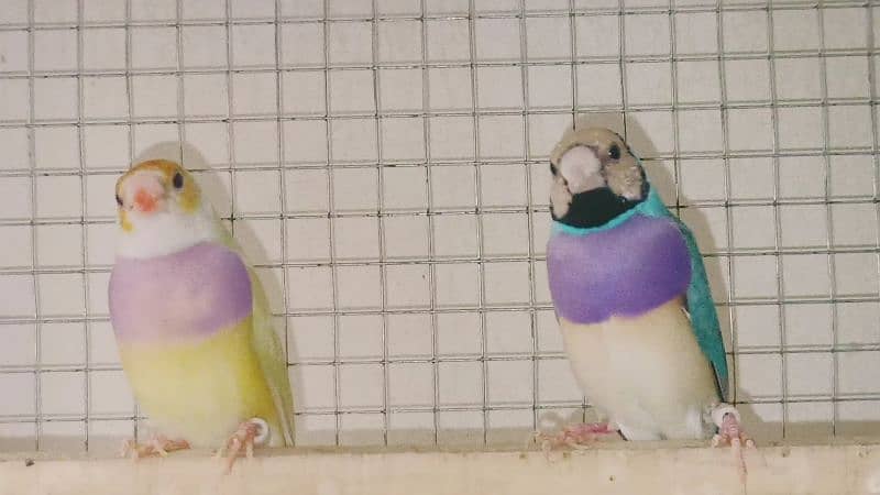 gouldian finch for sale 10