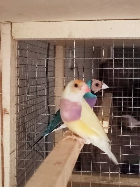 gouldian finch for sale 11