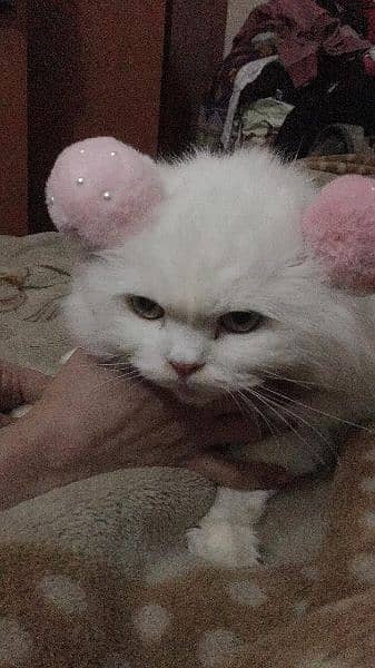 pure white Persian triple coat hazel eyes female cat. . . 0