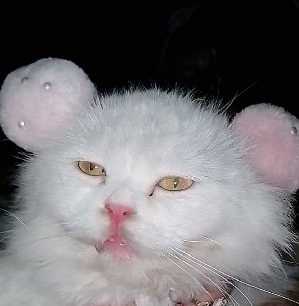 pure white Persian triple coat hazel eyes female cat. . . 1