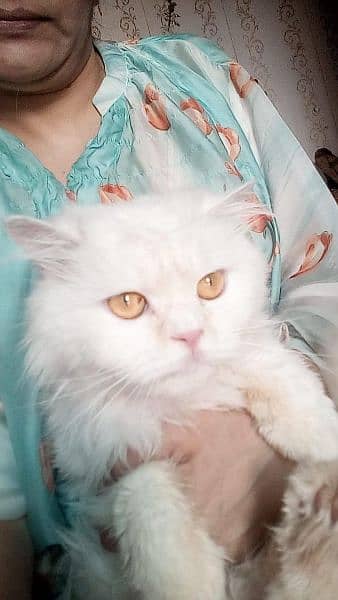 pure white Persian triple coat hazel eyes female cat. . . 2