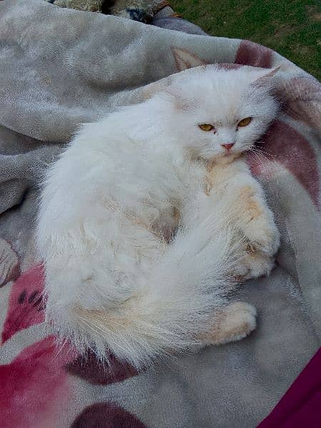 pure white Persian triple coat hazel eyes female cat. . . 3