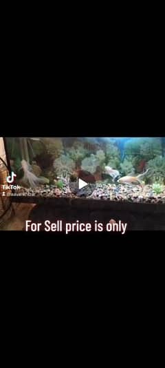 Aquarium full setup for sell