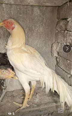 hen3