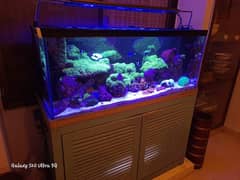 Fully established 4-foot reef tank, meticulously maintained.