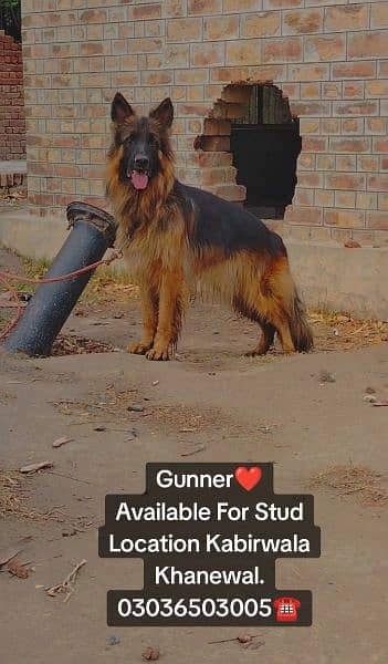 German Shepherd Long Coat Male For Sale And Cross, Kabirwala Khanewal 3