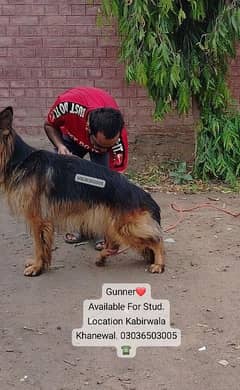 German Shepherd Long Coat Male Available For Cross Kabirwala Khanewal