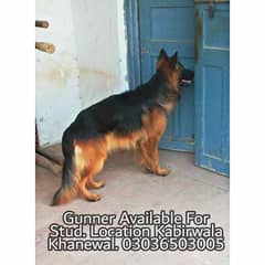 German Shepherd Long Coat Male For Sale And Cross, Kabirwala Khanewal