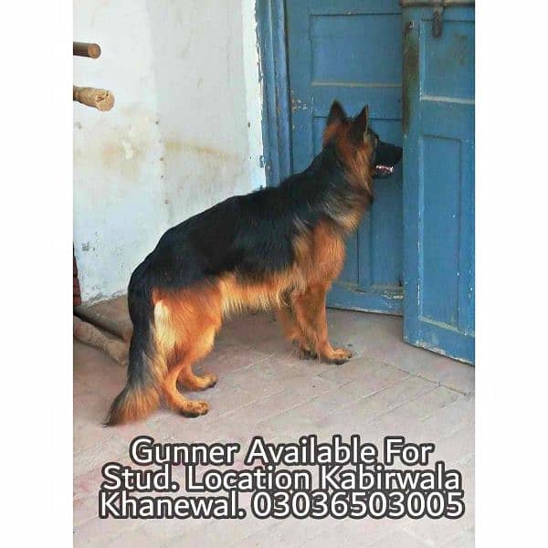 German Shepherd Long Coat Male For Sale And Cross, Kabirwala Khanewal 0