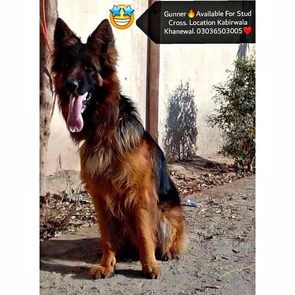 German Shepherd Long Coat Male For Sale And Cross, Kabirwala Khanewal 1