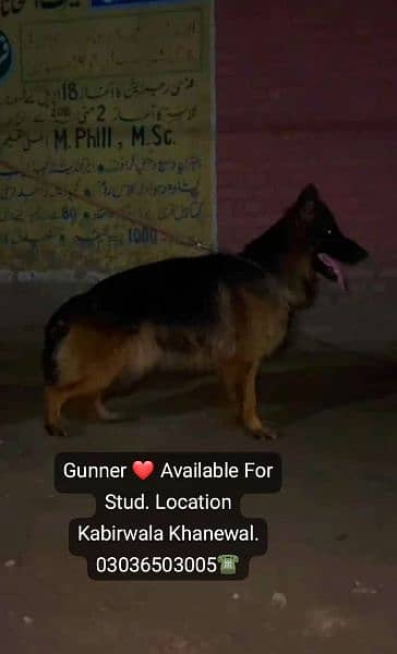 German Shepherd Long Coat Male For Sale And Cross, Kabirwala Khanewal 5