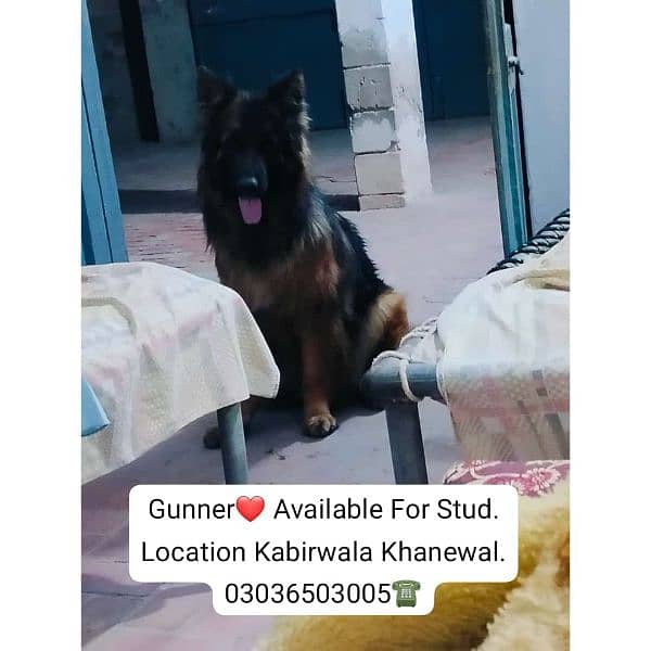 German Shepherd Long Coat Male For Sale And Cross, Kabirwala Khanewal 6