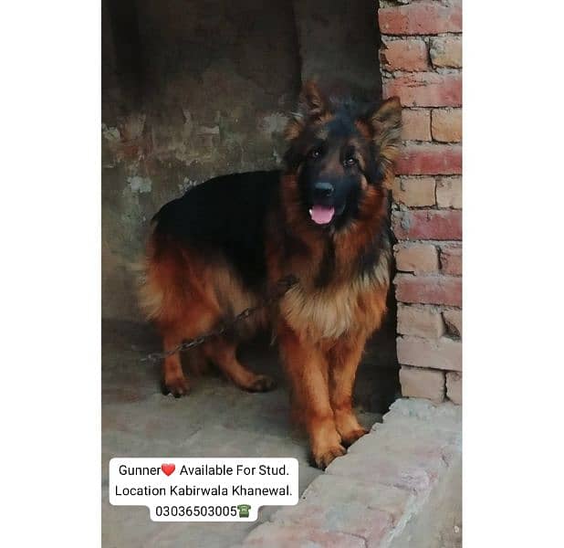 German Shepherd Long Coat Male For Sale And Cross, Kabirwala Khanewal 7