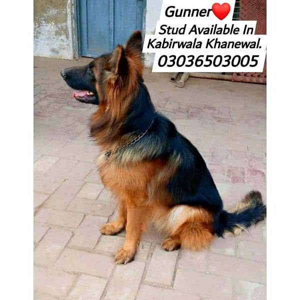 German Shepherd Long Coat Male For Sale And Cross, Kabirwala Khanewal 8