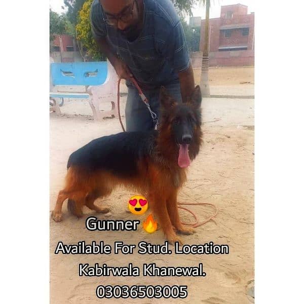 German Shepherd Long Coat Male For Sale And Cross, Kabirwala Khanewal 9