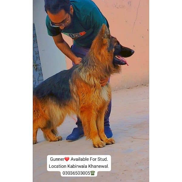 German Shepherd Long Coat Male For Sale And Cross, Kabirwala Khanewal 10