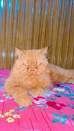 punch face persian male