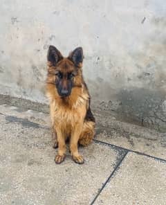 GSD