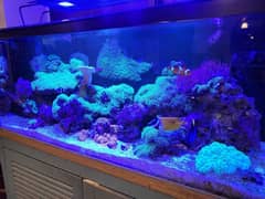 Reef Tank Saltwater Fish Aquarium