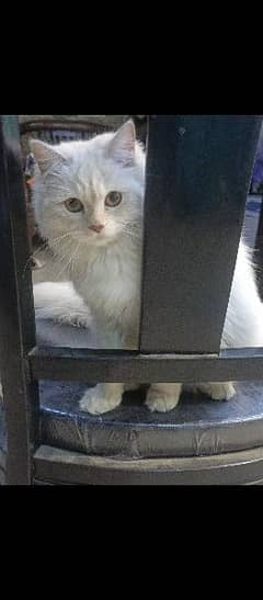 White Persian Cat with kittens