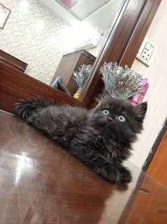 Persian glossy black kitten