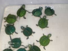 urgent sale red ear slider babies