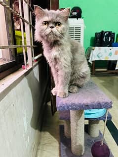 Punch face persian female