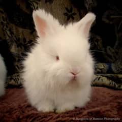 Angora Rabbit