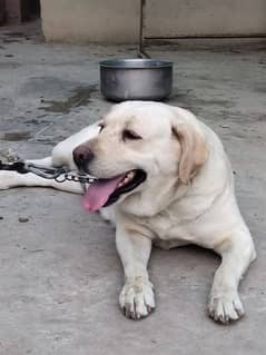 british labrador for new home