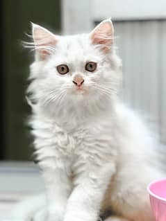 triple coated white Persian kitten for sale