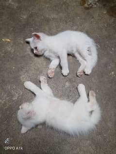 2 Persian Kitten for Sale