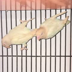 Albino Red Eye Breeder Pair produces cremino Love Bird