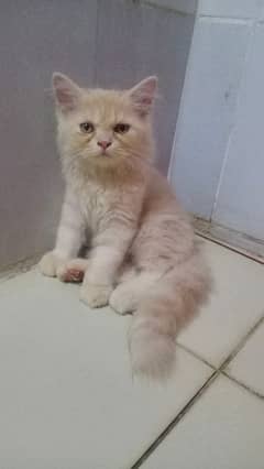 Persian tripple coated semi punch mate kitten 2.5 months old