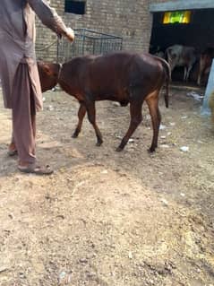 Frisian Cholistan Cow , گائے , Cow for sale