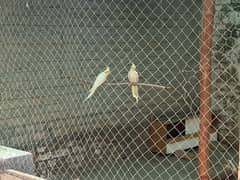 Common White Cockatiels (red eye)