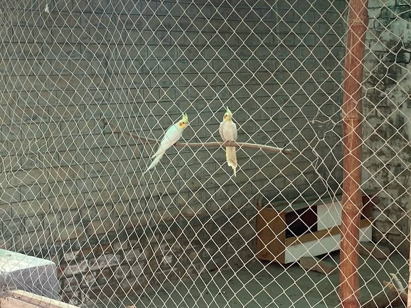 Common White Cockatiels (red eye) 0